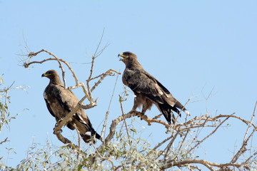 ,National bird of Romania 