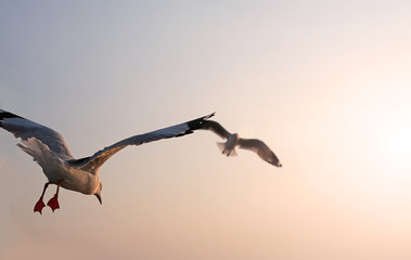 A seagull flying in sunlight.
