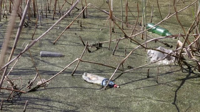 Plastic bottles floating on the lake