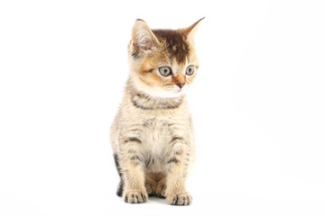 Obraz premium Little cute kitten striped on a white background