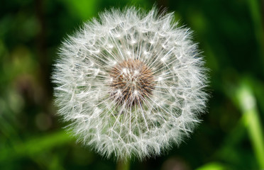 Pusteblume.