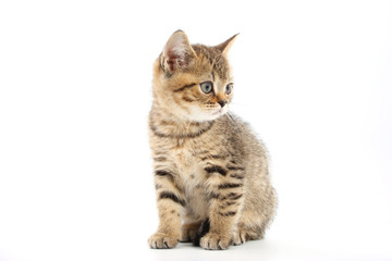 Little cute kitten striped on a white background