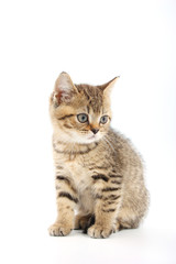 Fototapeta premium Little cute kitten striped on a white background