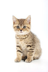 Fototapeta na wymiar Little cute kitten striped on a white background