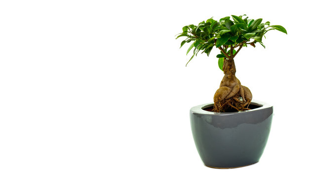 bonsai tree in pot isolated on white