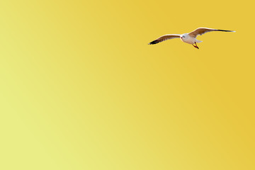 A seagull flying on orange - yellow background