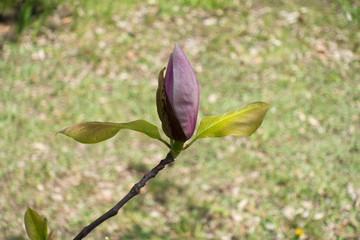 Close up of pink bud of Magnolia × soulangeana