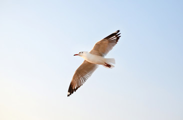 One seagull flying in the sky.