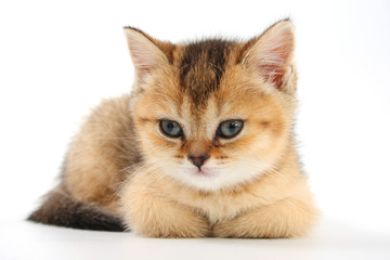 Little cute kitten striped on a white background
