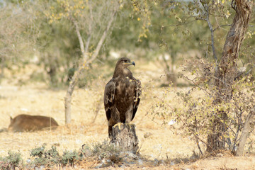 The steppe eagle (Aquila nipalensis) 
