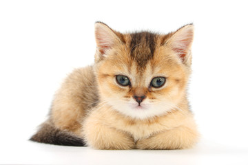 Little cute kitten striped on a white background