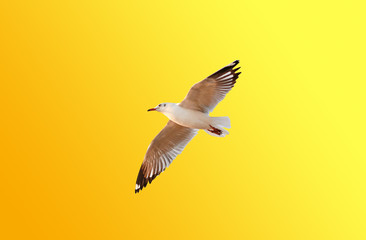 A seagull flying on orange - yellow background