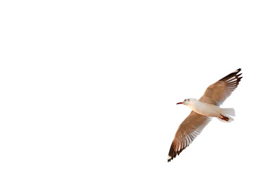 One seagull flying in the sky.