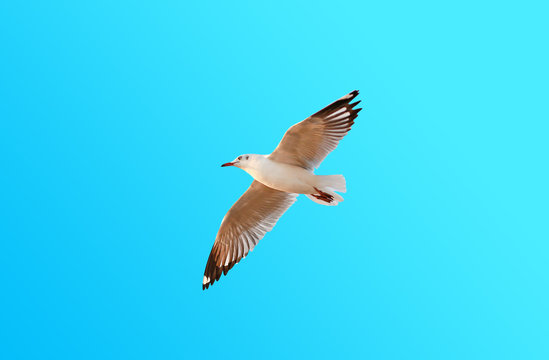 A seagull flying on blue sky background with copy space.