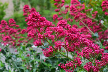 Fototapeta premium piante con fioritura di colore fucsia