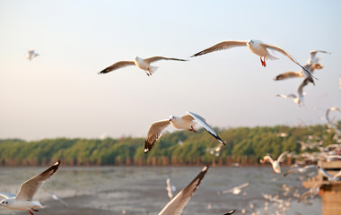 A seagull flying in the sky, All lit sunlight, Bright sunlight.