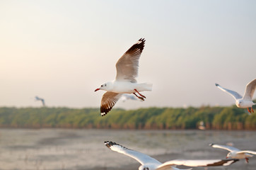 A seagull flying in the sky, All lit sunlight, Bright sunlight.