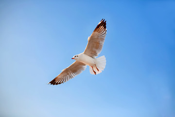 A seagull flying in the blue sky.
