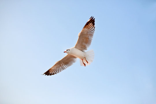 A seagull flying in the sky.