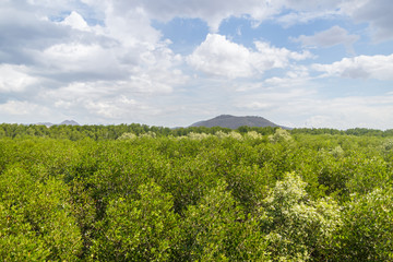 view of mangrove forest from above