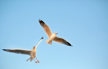 A seagull flying in the clear sky.