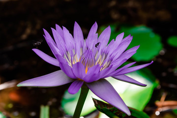 Purple lotus in the pond.