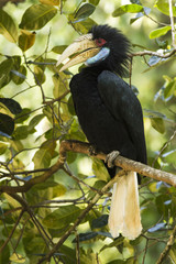 Obraz premium Photo of Wreathed horn bill taken while resting on a tree in National Park.