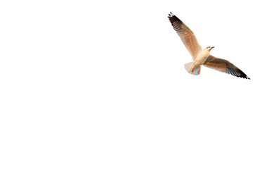 Freedom seagull flying isolated on white background.