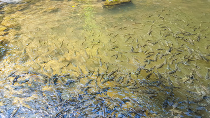 fish in water