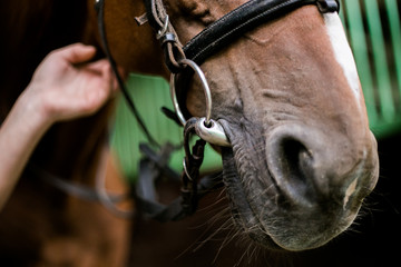 Horse face close up. The bit in the horse's mouth. - 151224728