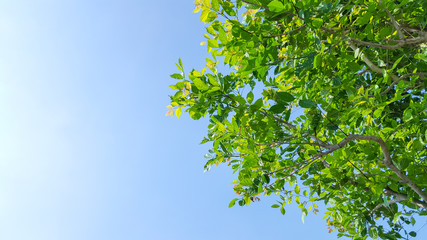 green leaf under blue sky