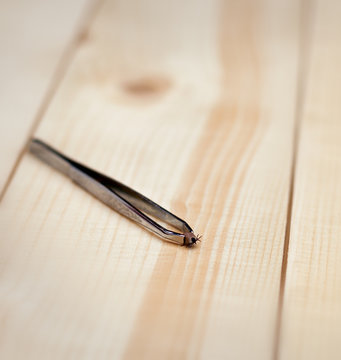 Tick on tweezers