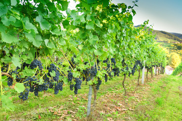 Fototapeta na wymiar Ripe grapes in a vineyard