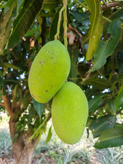 green mango on mango tree
