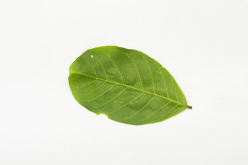 A cashew nut leaf isolated on white background.