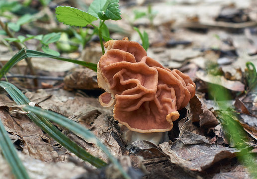 Spring mushroom gyromitra.