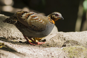 This picture shows am image of Partridge , feeding in forest