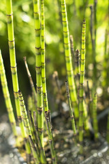 Obraz premium Plants of the marshes: zebra grass