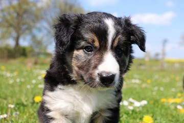 border collie welpe im garten