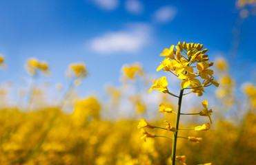 Blooming flowers of rapeseed