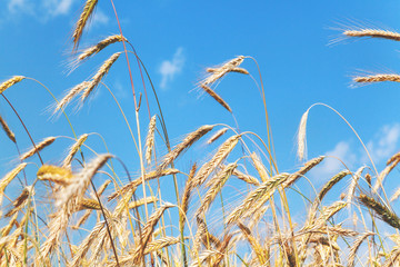 Spikelets rye growing on field against blue sky