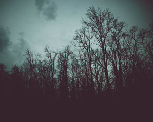 Photo depicting a mystic woods. Dark creepy forest scene, trees silhouettes.