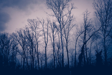 Photo depicting a mystic woods. Dark creepy forest scene, trees silhouettes.