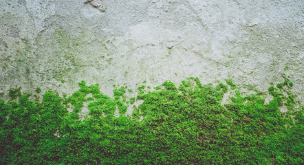 Bright green moss texture on the stone wall. Photo depicting a bright green lichen on the old stone wall. Closeup, macro view. Slovenia, Ljubljana city, Castle area. - Powered by Adobe
