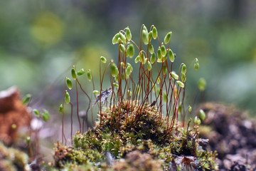 Moss on a dry tree in the forest . © alexsid