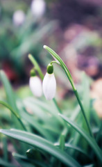 Fototapeta premium Snowdrops flowers, spring season. Photo depicts beautiful delicate blooming galanthus flowers in the garden. Close up, blurred forest background.