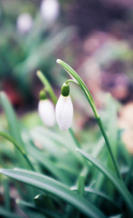 Snowdrops flowers, spring season. Photo depicts beautiful delicate blooming galanthus flowers in the garden. Close up, blurred forest background.
