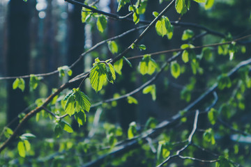 photo depicting a macro spring view of the nut tree brunch with fat green fresh lovely leaves buds. Wild hazel tree leaves, spring time, de focused, blurred forest on the background.