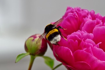 Eine große Hummel auf einer roten Pfingstrosenblüte (Nahaufnahme)