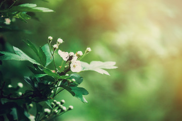 Black beetle crawls on a close-up flower